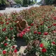 Ein hellhäutiger Mann mit Bart kniet lächelnd inmitten eines üppigen Beets voller roter Rosen. Er trägt ein braunes T-Shirt und Shorts. Im Hintergrund verlaufen eine sonnige Straße mit Autos, Häusern, Bäumen und Zebrastreifen.
